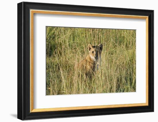 Kenya, Maasai Mara, Mara Triangle, Mara River Basin, Lion Cubs-Alison Jones-Framed Photographic Print