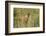 Kenya, Maasai Mara, Mara Triangle, Mara River Basin, Lion Cubs-Alison Jones-Framed Photographic Print