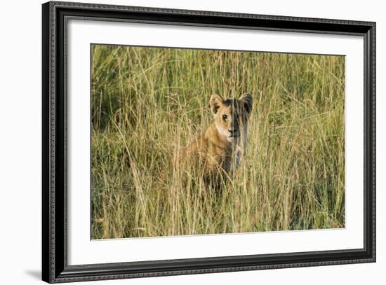 Kenya, Maasai Mara, Mara Triangle, Mara River Basin, Lion Cubs-Alison Jones-Framed Photographic Print