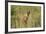 Kenya, Maasai Mara, Mara Triangle, Mara River Basin, Lion Cubs-Alison Jones-Framed Photographic Print