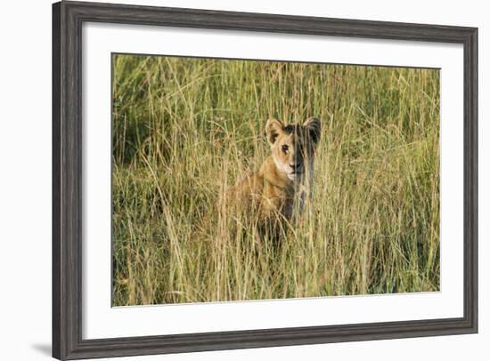 Kenya, Maasai Mara, Mara Triangle, Mara River Basin, Lion Cubs-Alison Jones-Framed Photographic Print