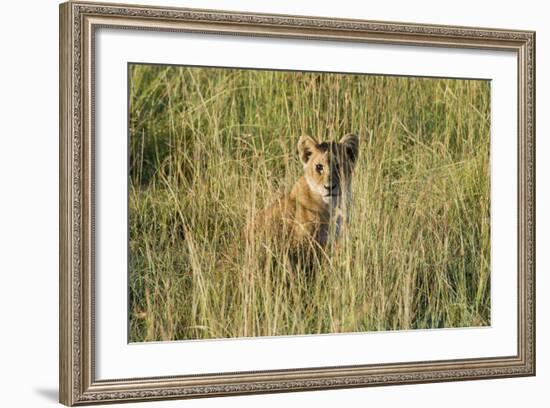 Kenya, Maasai Mara, Mara Triangle, Mara River Basin, Lion Cubs-Alison Jones-Framed Photographic Print