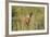 Kenya, Maasai Mara, Mara Triangle, Mara River Basin, Lion Cubs-Alison Jones-Framed Photographic Print