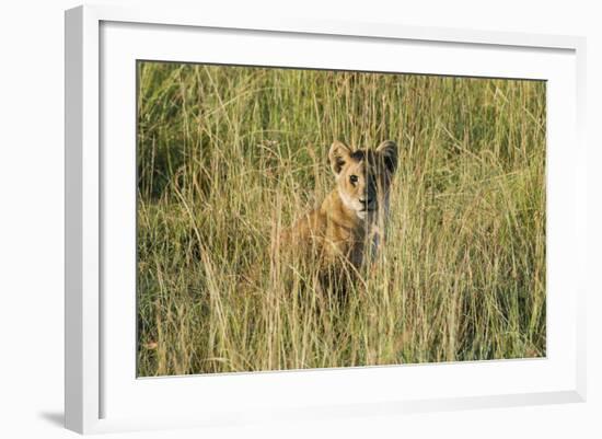 Kenya, Maasai Mara, Mara Triangle, Mara River Basin, Lion Cubs-Alison Jones-Framed Photographic Print