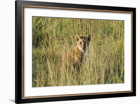 Kenya, Maasai Mara, Mara Triangle, Mara River Basin, Lion Cubs-Alison Jones-Framed Photographic Print