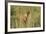 Kenya, Maasai Mara, Mara Triangle, Mara River Basin, Lion Cubs-Alison Jones-Framed Photographic Print