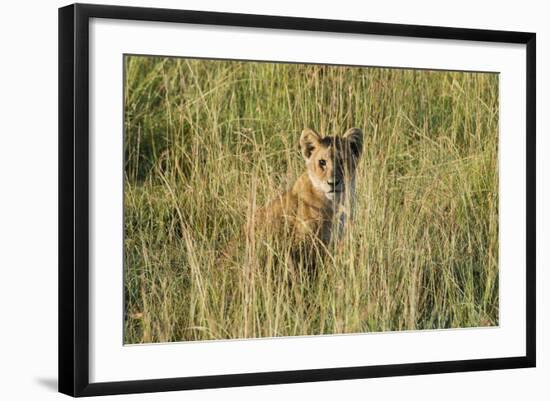 Kenya, Maasai Mara, Mara Triangle, Mara River Basin, Lion Cubs-Alison Jones-Framed Photographic Print