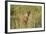 Kenya, Maasai Mara, Mara Triangle, Mara River Basin, Lion Cubs-Alison Jones-Framed Photographic Print