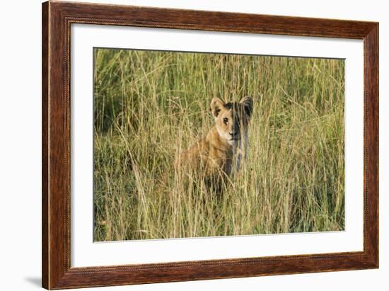 Kenya, Maasai Mara, Mara Triangle, Mara River Basin, Lion Cubs-Alison Jones-Framed Photographic Print