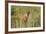 Kenya, Maasai Mara, Mara Triangle, Mara River Basin, Lion Cubs-Alison Jones-Framed Photographic Print