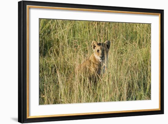 Kenya, Maasai Mara, Mara Triangle, Mara River Basin, Lion Cubs-Alison Jones-Framed Photographic Print