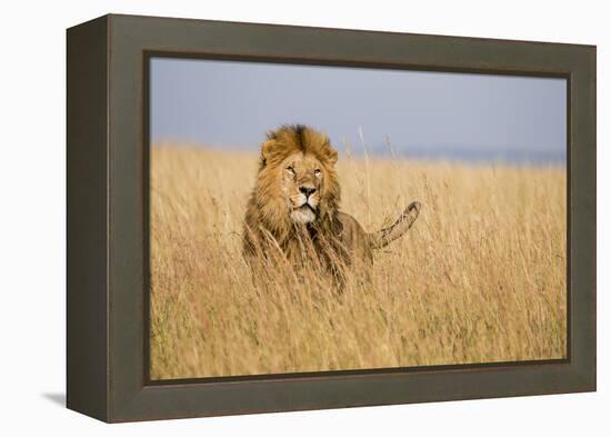 Kenya, Maasai Mara, Mara Triangle, Mara River Basin, Lion in the Grass-Alison Jones-Framed Premier Image Canvas