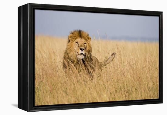 Kenya, Maasai Mara, Mara Triangle, Mara River Basin, Lion in the Grass-Alison Jones-Framed Premier Image Canvas
