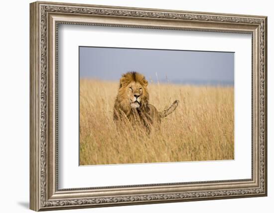 Kenya, Maasai Mara, Mara Triangle, Mara River Basin, Lion in the Grass-Alison Jones-Framed Photographic Print