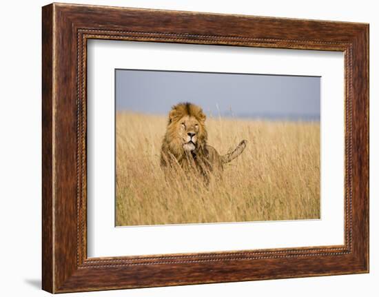 Kenya, Maasai Mara, Mara Triangle, Mara River Basin, Lion in the Grass-Alison Jones-Framed Photographic Print