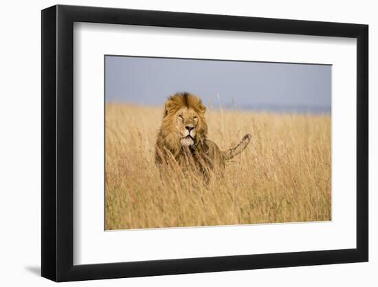 Kenya, Maasai Mara, Mara Triangle, Mara River Basin, Lion in the Grass-Alison Jones-Framed Photographic Print