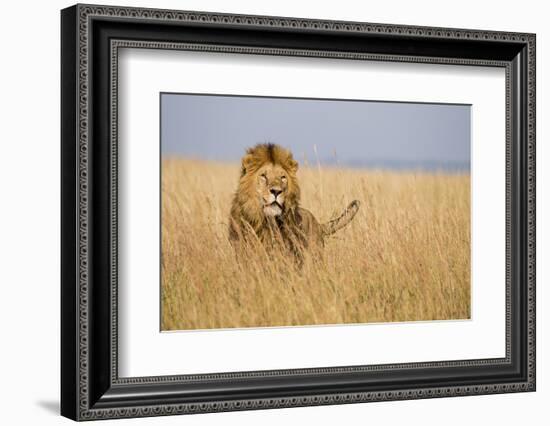 Kenya, Maasai Mara, Mara Triangle, Mara River Basin, Lion in the Grass-Alison Jones-Framed Photographic Print