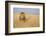 Kenya, Maasai Mara, Mara Triangle, Mara River Basin, Lion in the Grass-Alison Jones-Framed Photographic Print