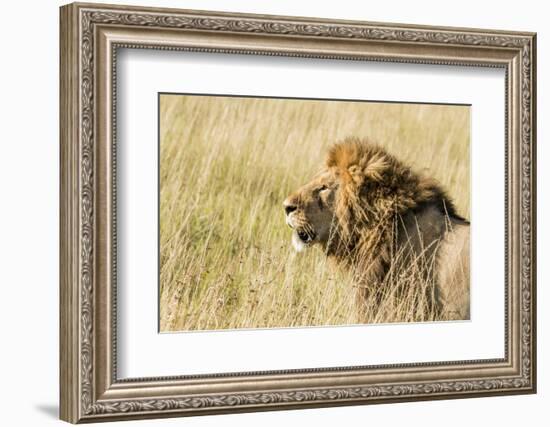 Kenya, Maasai Mara, Mara Triangle, Mara River Basin, Lion in the Grass-Alison Jones-Framed Photographic Print