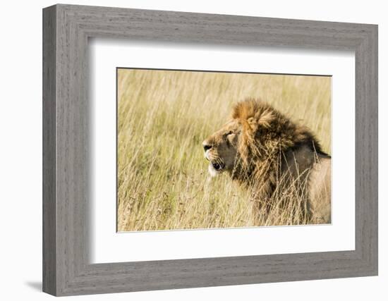 Kenya, Maasai Mara, Mara Triangle, Mara River Basin, Lion in the Grass-Alison Jones-Framed Photographic Print