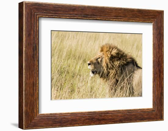 Kenya, Maasai Mara, Mara Triangle, Mara River Basin, Lion in the Grass-Alison Jones-Framed Photographic Print