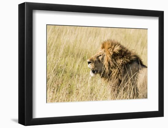 Kenya, Maasai Mara, Mara Triangle, Mara River Basin, Lion in the Grass-Alison Jones-Framed Photographic Print