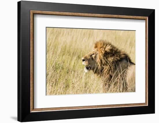 Kenya, Maasai Mara, Mara Triangle, Mara River Basin, Lion in the Grass-Alison Jones-Framed Photographic Print