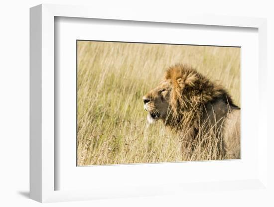 Kenya, Maasai Mara, Mara Triangle, Mara River Basin, Lion in the Grass-Alison Jones-Framed Photographic Print