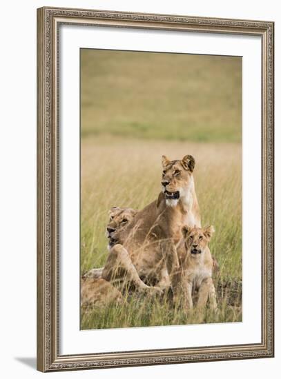 Kenya, Maasai Mara, Mara Triangle, Mara River Basin, Lioness with Cubs-Alison Jones-Framed Photographic Print