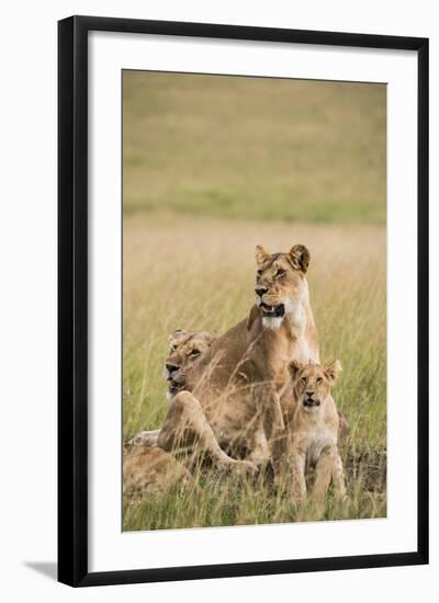 Kenya, Maasai Mara, Mara Triangle, Mara River Basin, Lioness with Cubs-Alison Jones-Framed Photographic Print