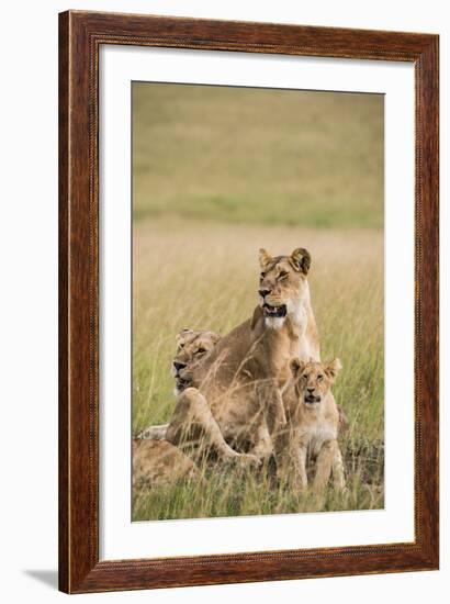 Kenya, Maasai Mara, Mara Triangle, Mara River Basin, Lioness with Cubs-Alison Jones-Framed Photographic Print