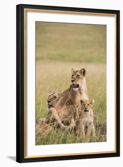 Kenya, Maasai Mara, Mara Triangle, Mara River Basin, Lioness with Cubs-Alison Jones-Framed Photographic Print