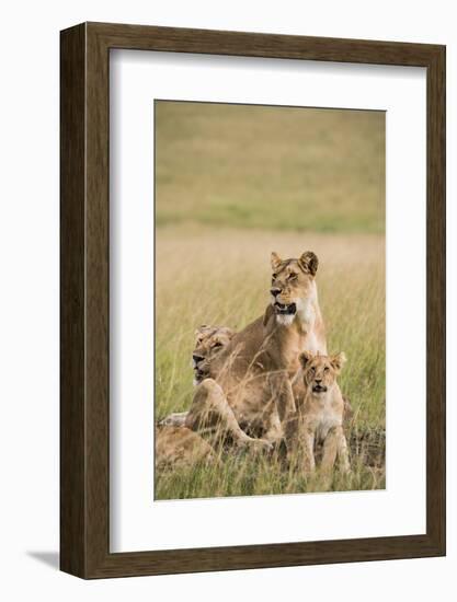 Kenya, Maasai Mara, Mara Triangle, Mara River Basin, Lioness with Cubs-Alison Jones-Framed Photographic Print