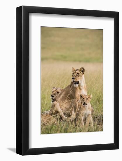 Kenya, Maasai Mara, Mara Triangle, Mara River Basin, Lioness with Cubs-Alison Jones-Framed Photographic Print