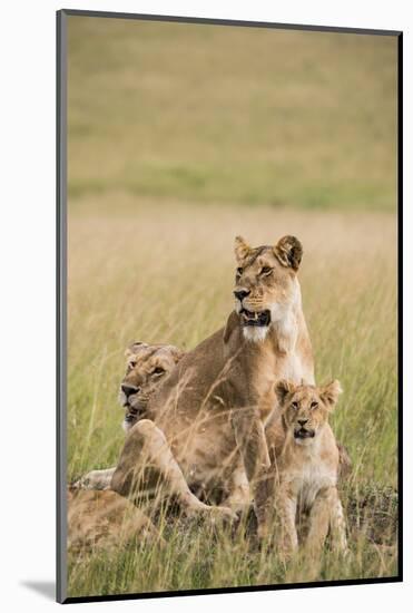 Kenya, Maasai Mara, Mara Triangle, Mara River Basin, Lioness with Cubs-Alison Jones-Mounted Photographic Print