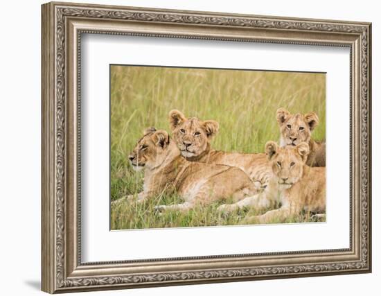 Kenya, Maasai Mara, Mara Triangle, Mara River Basin, Lioness with Cubs-Alison Jones-Framed Photographic Print