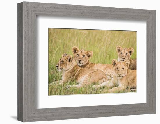 Kenya, Maasai Mara, Mara Triangle, Mara River Basin, Lioness with Cubs-Alison Jones-Framed Photographic Print