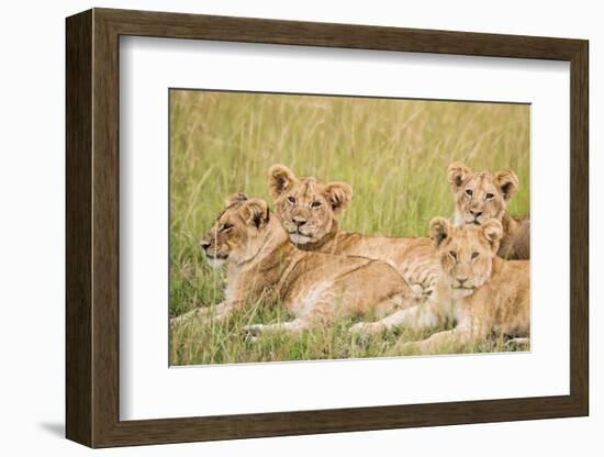 Kenya, Maasai Mara, Mara Triangle, Mara River Basin, Lioness with Cubs-Alison Jones-Framed Photographic Print