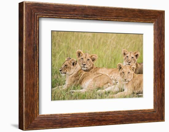 Kenya, Maasai Mara, Mara Triangle, Mara River Basin, Lioness with Cubs-Alison Jones-Framed Photographic Print