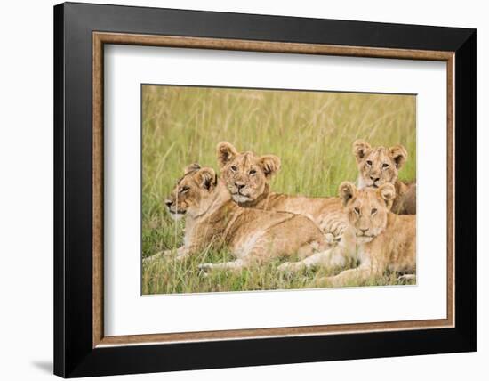 Kenya, Maasai Mara, Mara Triangle, Mara River Basin, Lioness with Cubs-Alison Jones-Framed Photographic Print