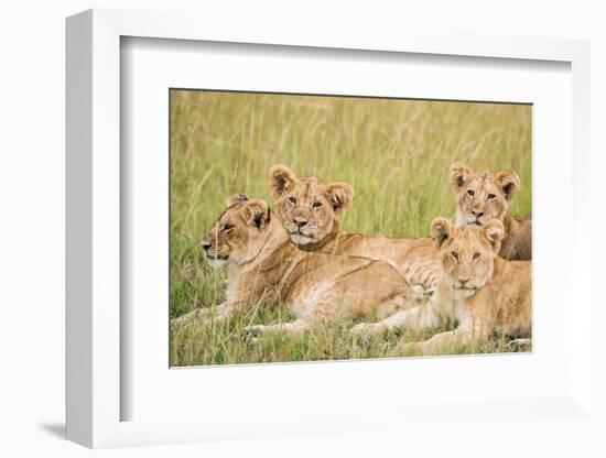 Kenya, Maasai Mara, Mara Triangle, Mara River Basin, Lioness with Cubs-Alison Jones-Framed Photographic Print