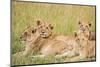 Kenya, Maasai Mara, Mara Triangle, Mara River Basin, Lioness with Cubs-Alison Jones-Mounted Photographic Print