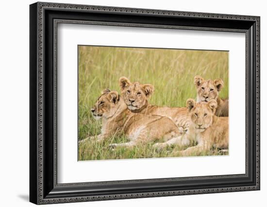 Kenya, Maasai Mara, Mara Triangle, Mara River Basin, Lioness with Cubs-Alison Jones-Framed Photographic Print