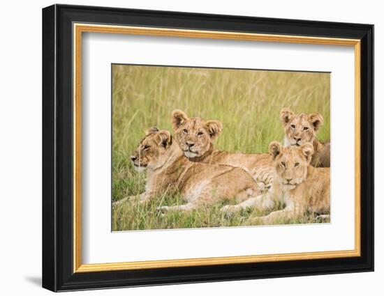 Kenya, Maasai Mara, Mara Triangle, Mara River Basin, Lioness with Cubs-Alison Jones-Framed Photographic Print