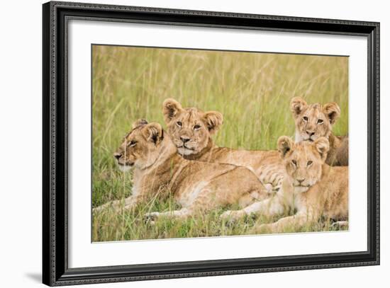 Kenya, Maasai Mara, Mara Triangle, Mara River Basin, Lioness with Cubs-Alison Jones-Framed Photographic Print