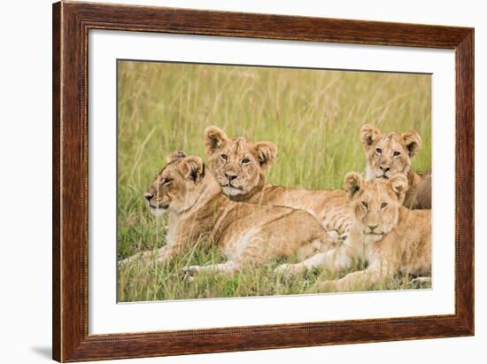 Kenya, Maasai Mara, Mara Triangle, Mara River Basin, Lioness with Cubs-Alison Jones-Framed Photographic Print