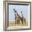 Kenya, Maasai Mara, Mara Triangle, Mara River Basin, Maasai Giraffe-Alison Jones-Framed Photographic Print