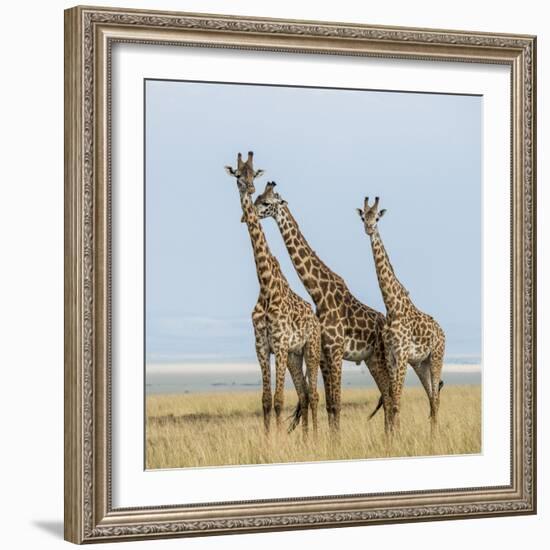 Kenya, Maasai Mara, Mara Triangle, Mara River Basin, Maasai Giraffe-Alison Jones-Framed Photographic Print