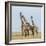 Kenya, Maasai Mara, Mara Triangle, Mara River Basin, Maasai Giraffe-Alison Jones-Framed Photographic Print