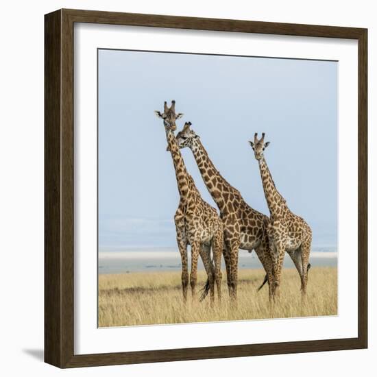 Kenya, Maasai Mara, Mara Triangle, Mara River Basin, Maasai Giraffe-Alison Jones-Framed Photographic Print